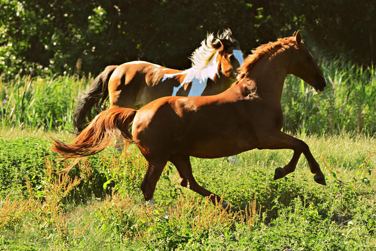自然の中で動く馬